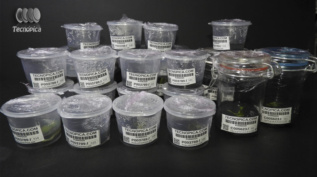 Capsula Verde garantía de germinación