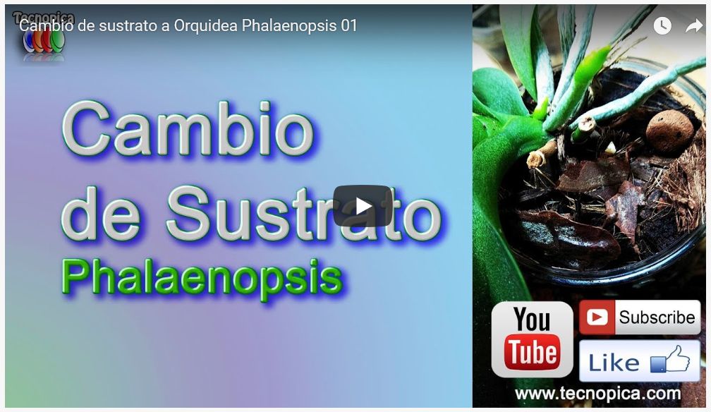 Video Cambio de Sustrato a Orquideas