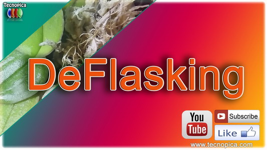 Deflasking- Crea el tuyo -Gadesplant - Orquideas y Terrarios Plantados