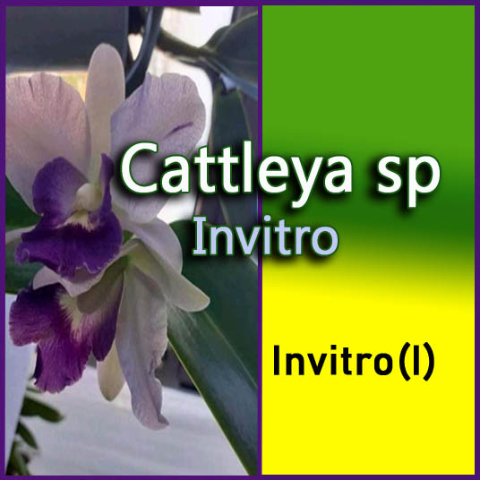 Cattleya_Invitro - Paqui y Maribel - gadesplant - Orquideas y Terrarios Plantados