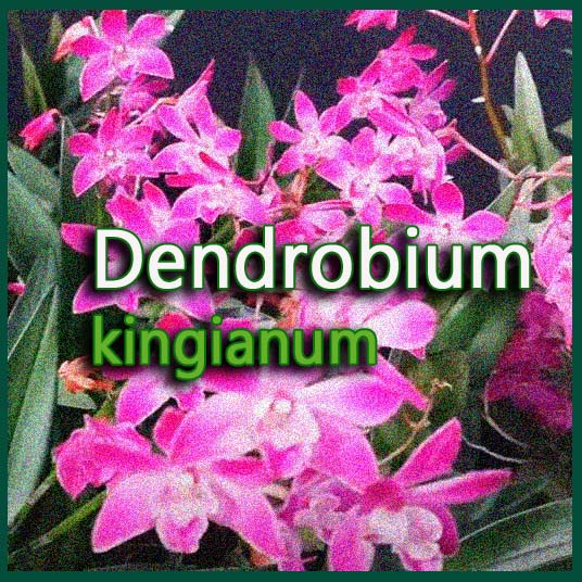 Dendrobium_kingianum Gadesplant - Orquideas y Terrarios Plantados