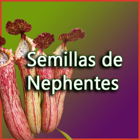 Semillas de Nephentes -www.gadesplant.com - Orquideas y Terrarios Plantados