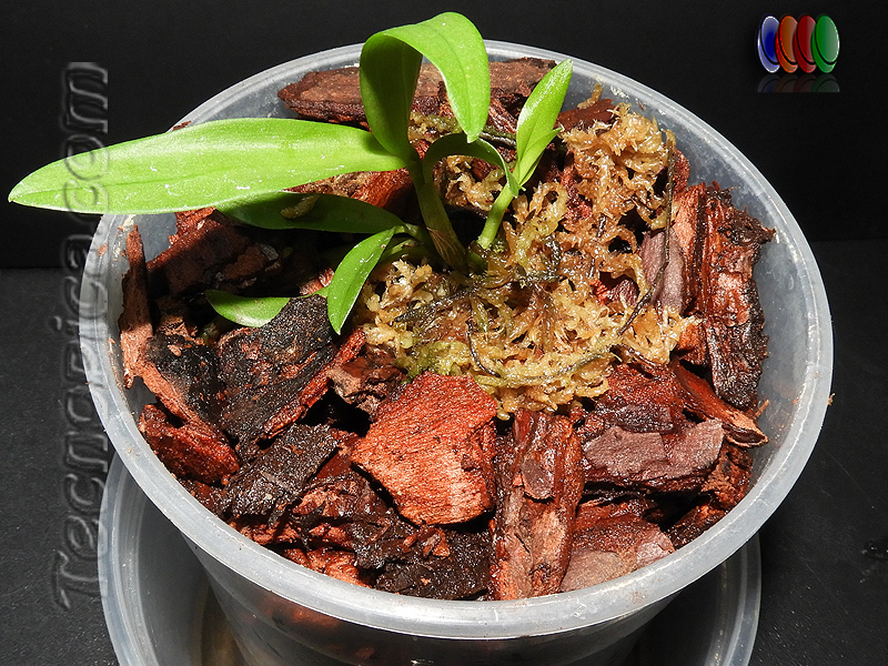 Gadesplant - Orquideas y Terrarios Plantados