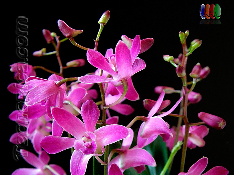 Dendrobium Berry Oda - Gadesplant - Orquideas y Terrarios Plantados