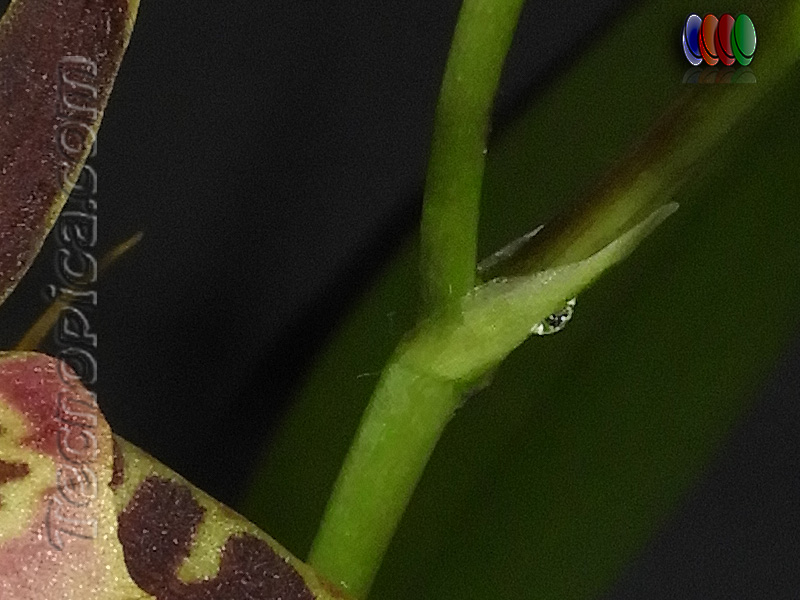 Exudaciones fenolicas y nectar -www.gadesplant.com - Orquideas y Terrarios Plantados
