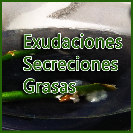 Exudaciones fenolicas y nectar -www.gadesplant.com - Orquideas y Terrarios Plantados