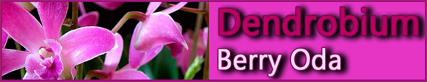 Gadesplant - Orquideas y Terrarios Plantados