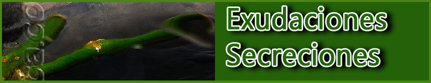 www.gadesplant.com - Orquideas y Terrarios Plantados