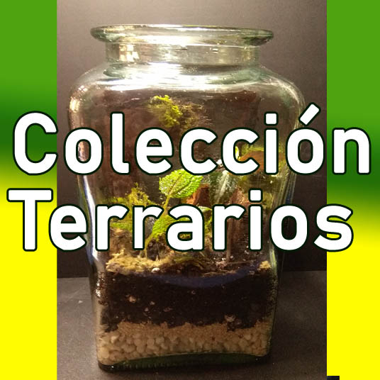 Terrarios - Crea el tuyo -Gadesplant - Orquideas y Terrarios Plantados