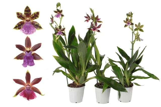 Listado-Generos-especies-Orquideas - GadesPlant 