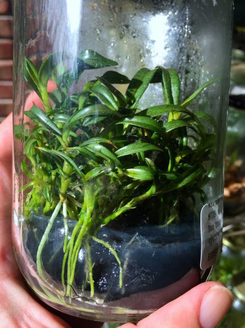 - Deflasking- Gadesplant - Orquideas y Terrarios Plantados