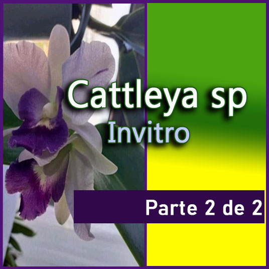 Cattleya_Invitro - Paqui y Maribel - gadesplant - Orquideas y Terrarios Plantados