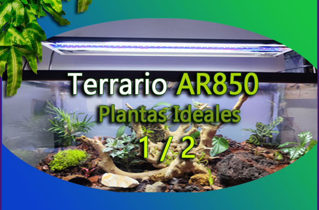 Plantas ideales para Terrarios -www.gadesplant.com - Orquideas y Terrarios Plantados