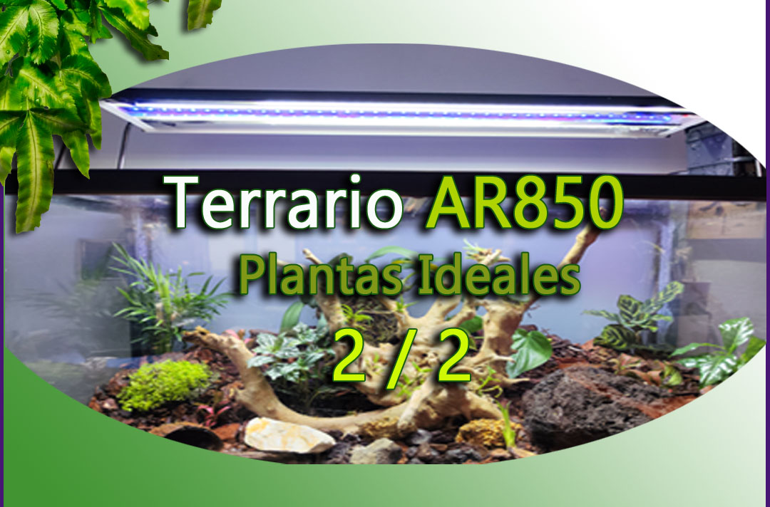Plantas ideales para Terrarios -www.gadesplant.com - Orquideas y Terrarios Plantados