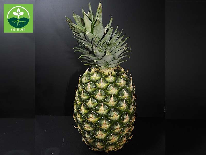 Fórmula con Jugo de Piña Natural - GadesPlant