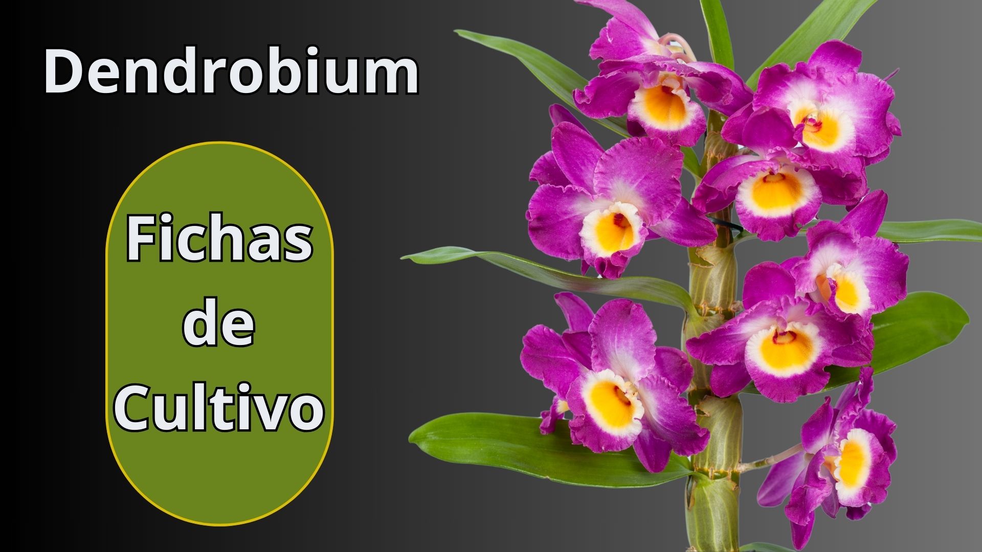 Fichas de Cultivo - Orquídeas - www.gadesplant.com - Orquídeas y Terrarios Plantados