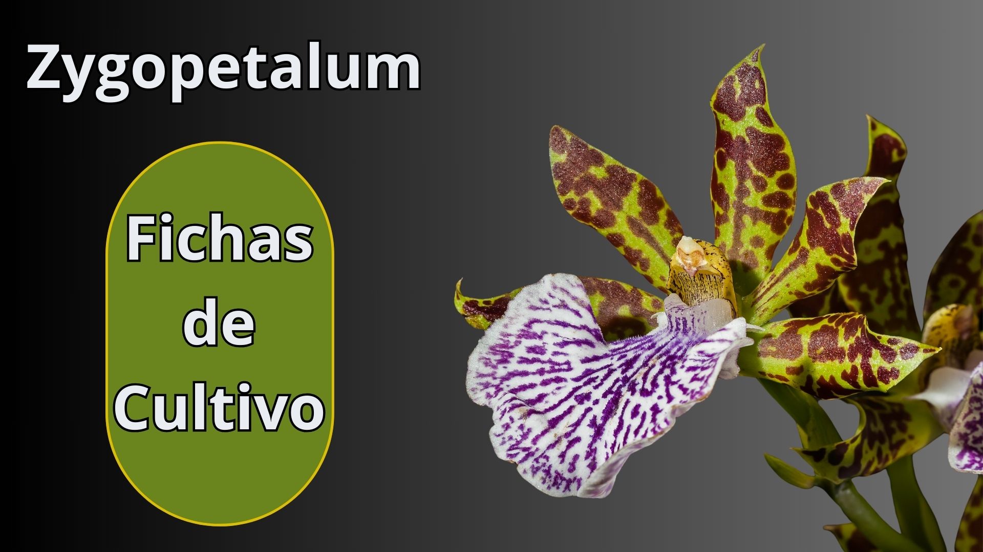 Fichas de Cultivo - Orquídeas - www.gadesplant.com - Orquídeas y Terrarios Plantados