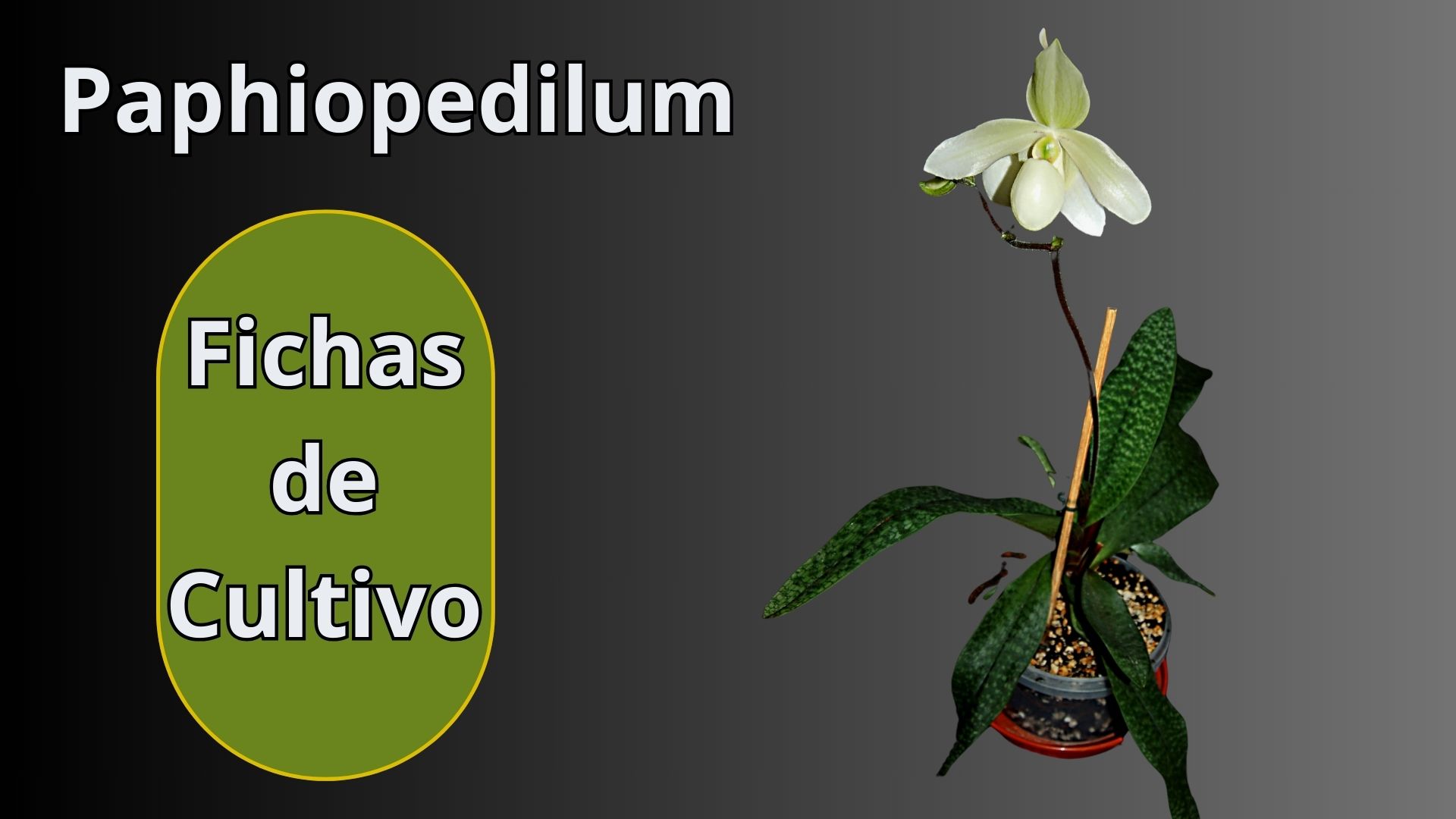 Fichas de Cultivo - Orquídeas - www.gadesplant.com - Orquídeas y Terrarios Plantados