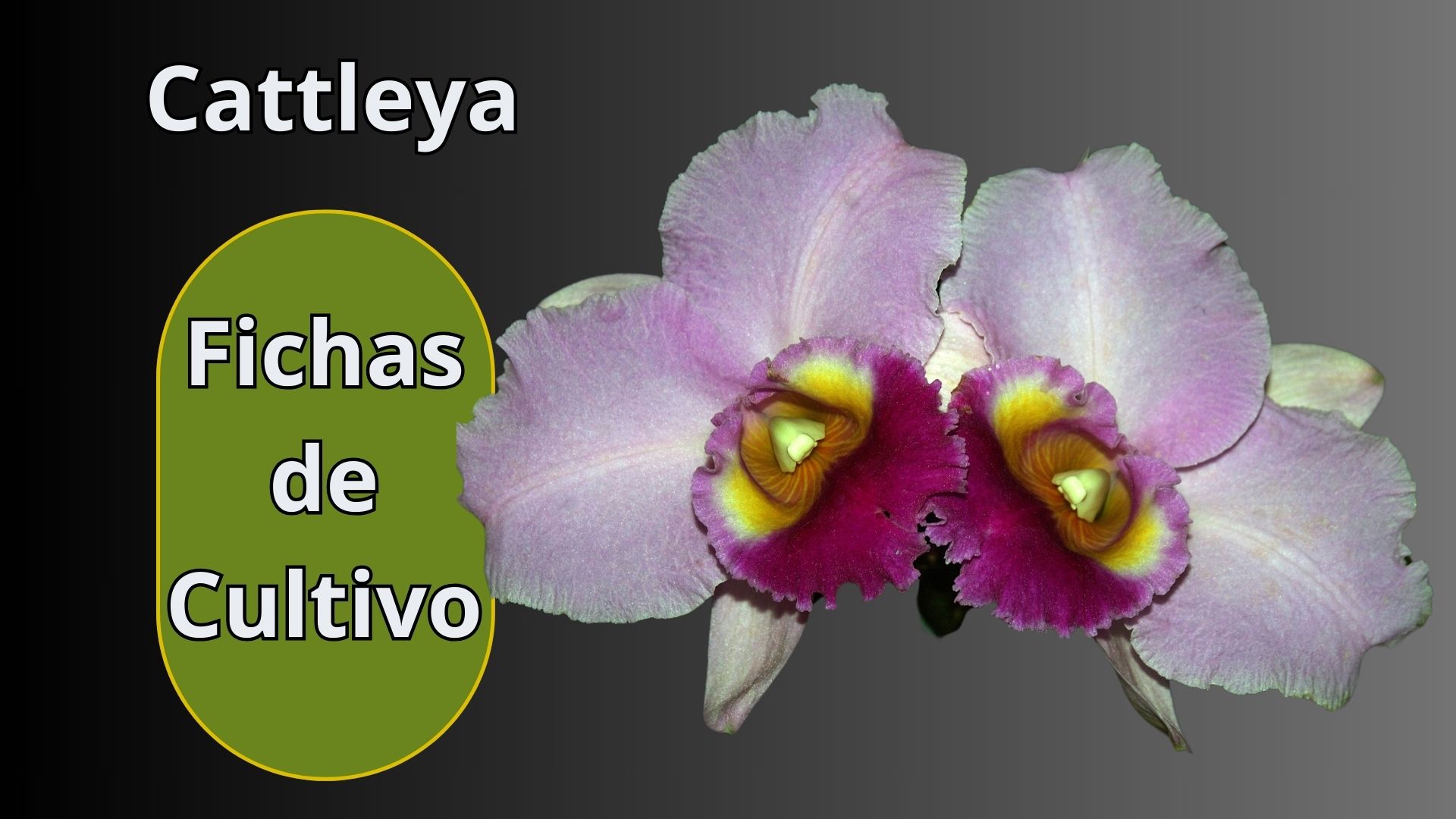 Fichas de Cultivo - Orquídeas - www.gadesplant.com - Orquídeas y Terrarios Plantados