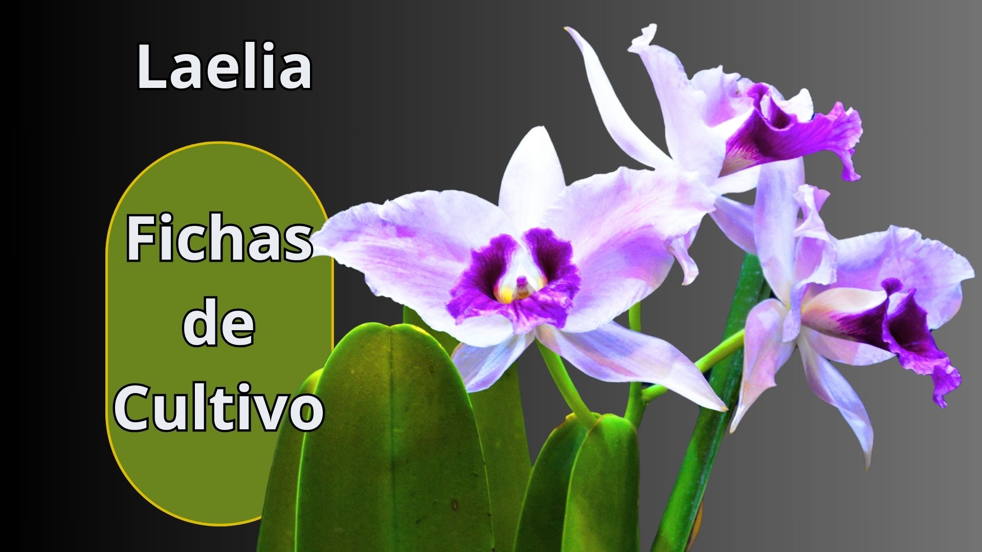 Fichas de Cultivo - Orquídeas - www.gadesplant.com - Orquídeas y Terrarios Plantados