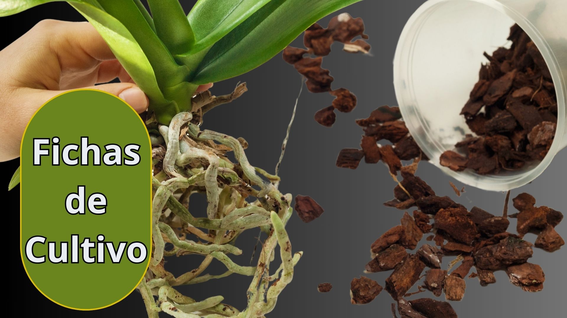 Fichas de Cultivo - Orquídeas - www.gadesplant.com - Orquídeas y Terrarios Plantados