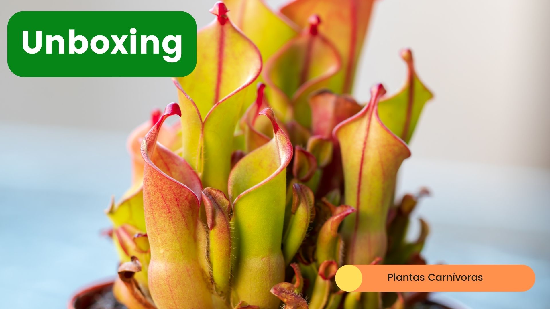 Nuevas plantas carnivoras a la Colección - gadesplant - Orquideas y Terrarios Plantados -