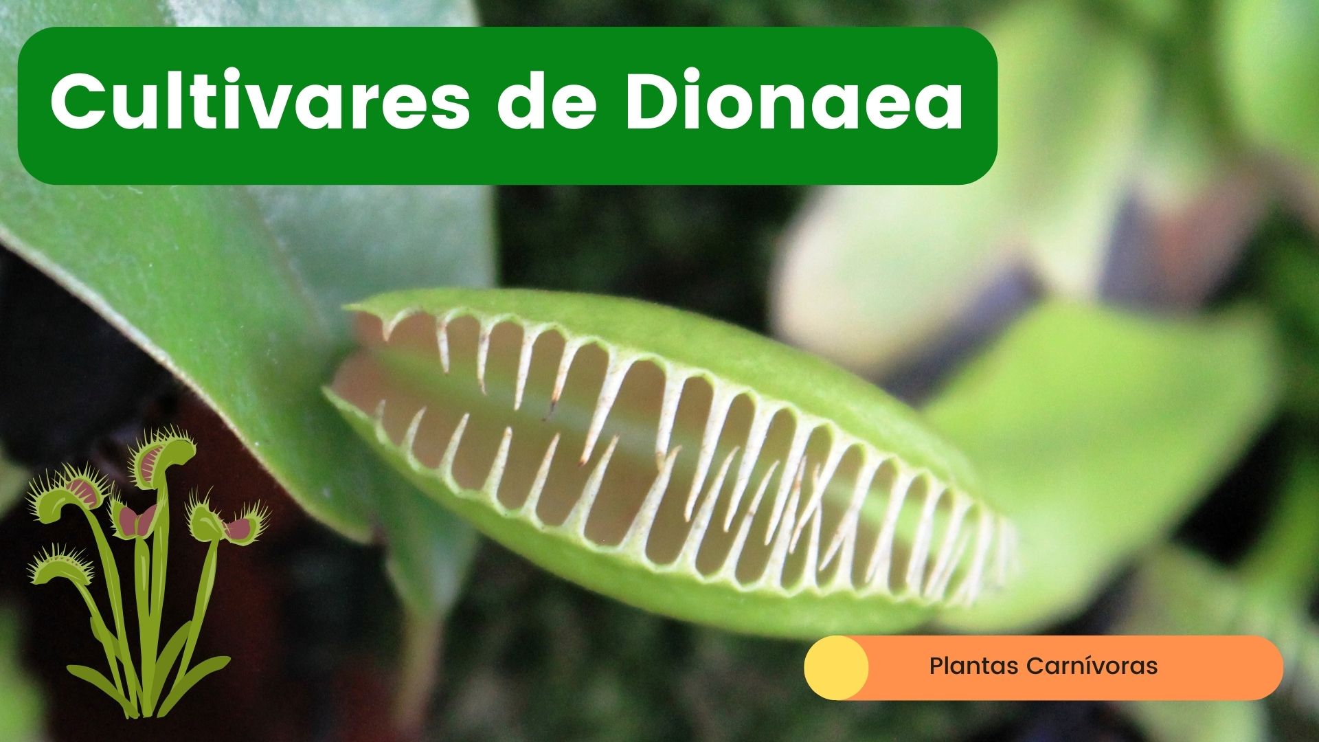 Cultivares dionaea y heliamphora - www.gadesplant.com - Orquídeas y Terrarios Plantados