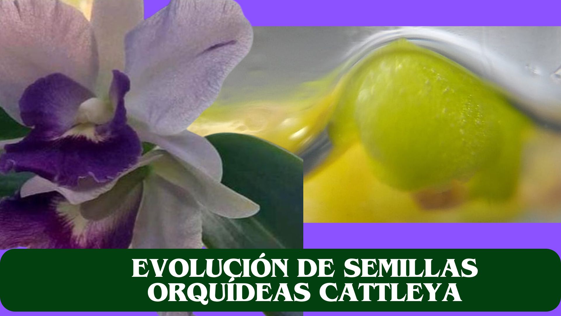 Cattleya_Invitro - Paqui y Maribel - GadesPlant - "Orquídeas y Terrarios Plantados"