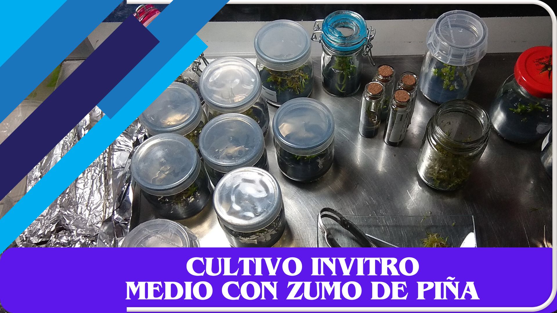 Medio de Cultivo con Zumo de Piña - GadesPlant - "Orquídeas y Terrarios Plantados"