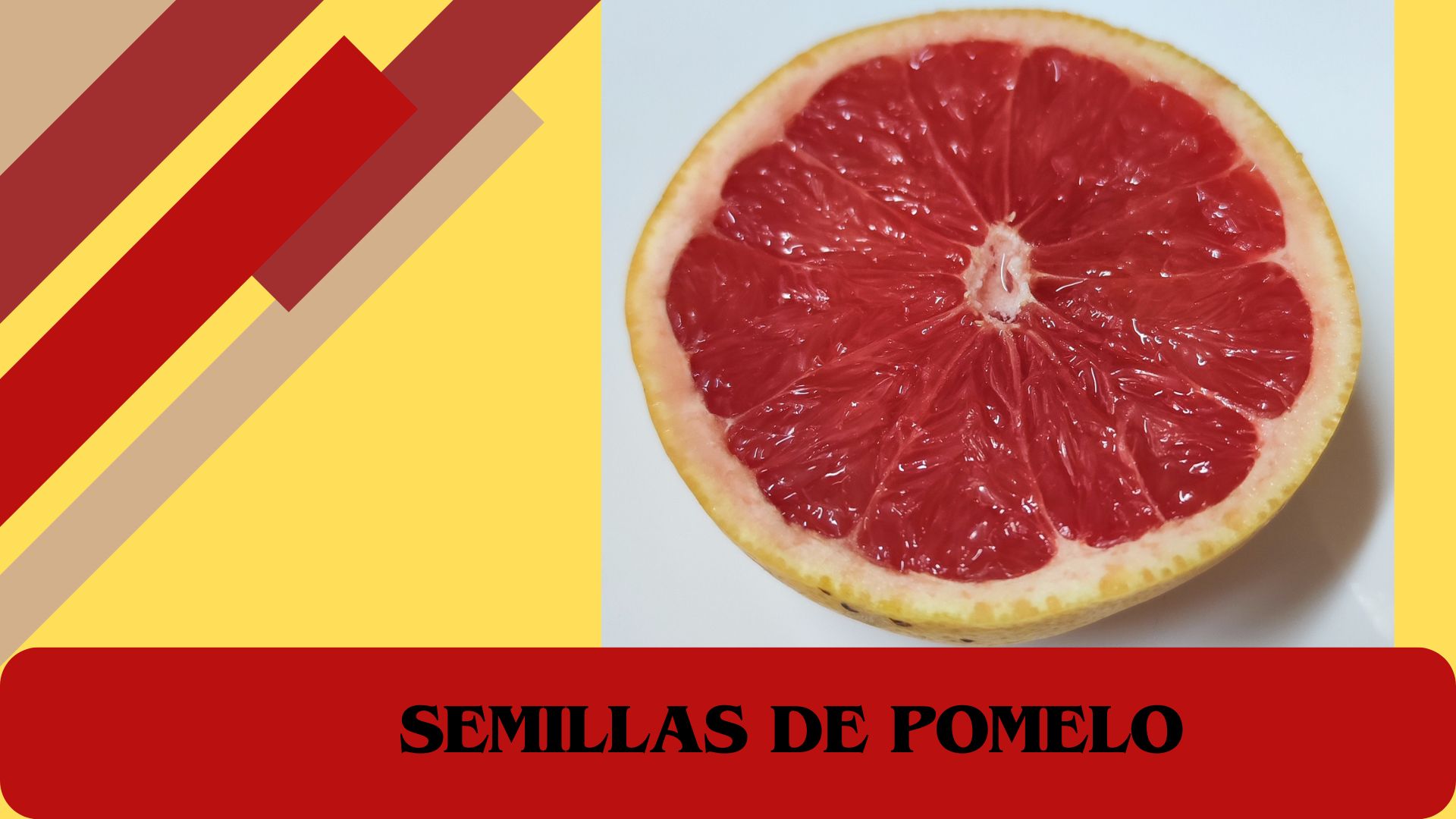 Cultivo de Semillas de Pomelo - GadesPlant - "Orquídeas y Terrarios Plantados"