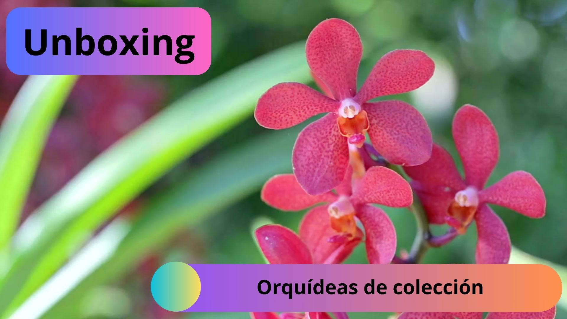 Unboxing Orquídeas de colección - www.gadesplant.com - Orquídeas y Terrarios Plantados