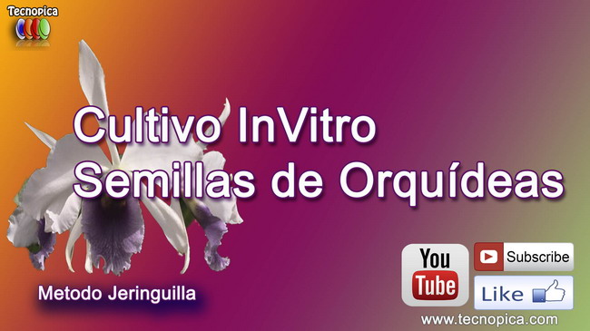 Método de la jeringuilla-Cultivo Invitro - gadesplant - Orquideas y Terrarios Plantados
