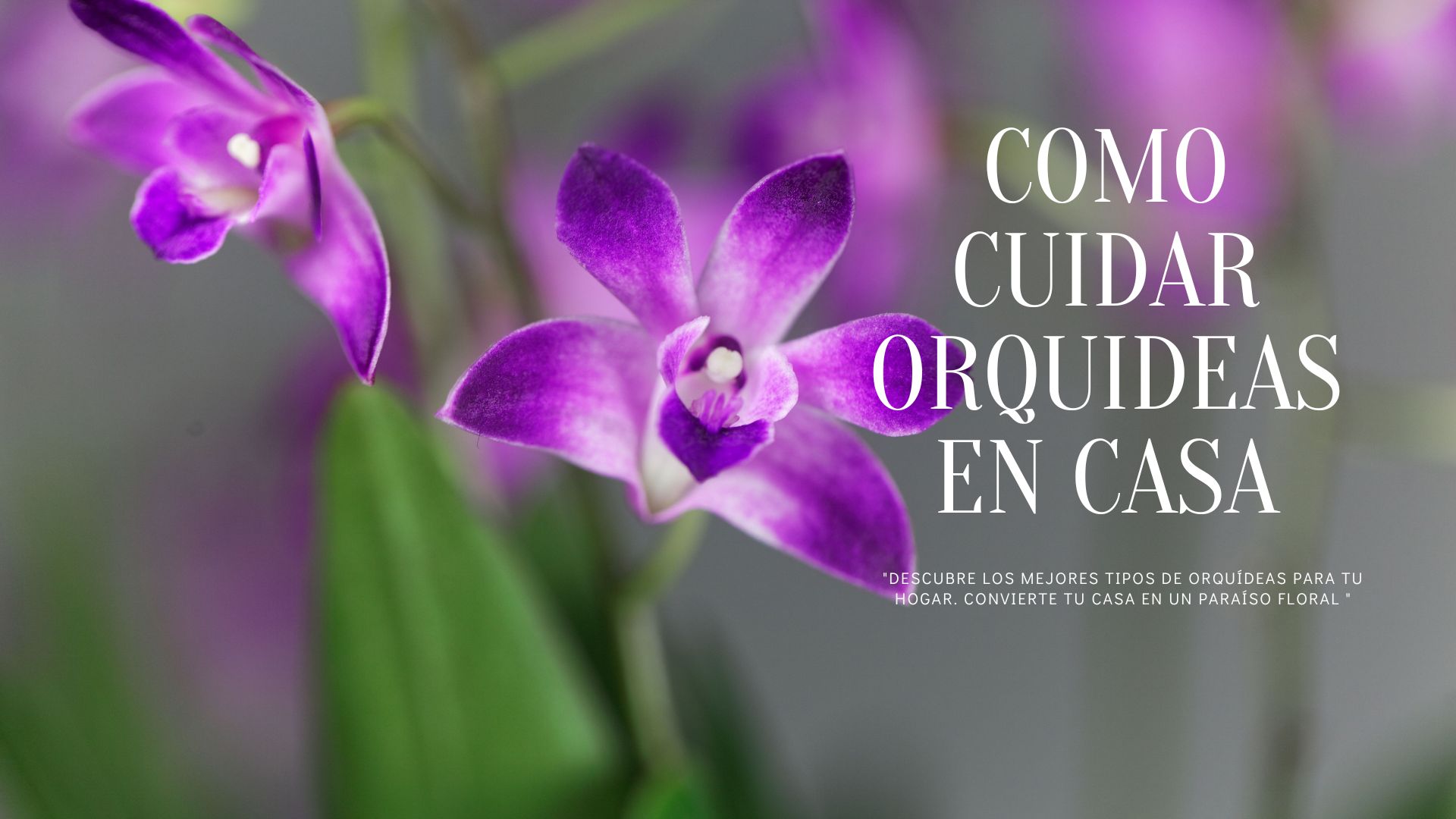 Como cuidad Orquideas en casa -www.gadesplant.com - Orquideas y Terrarios Plantados