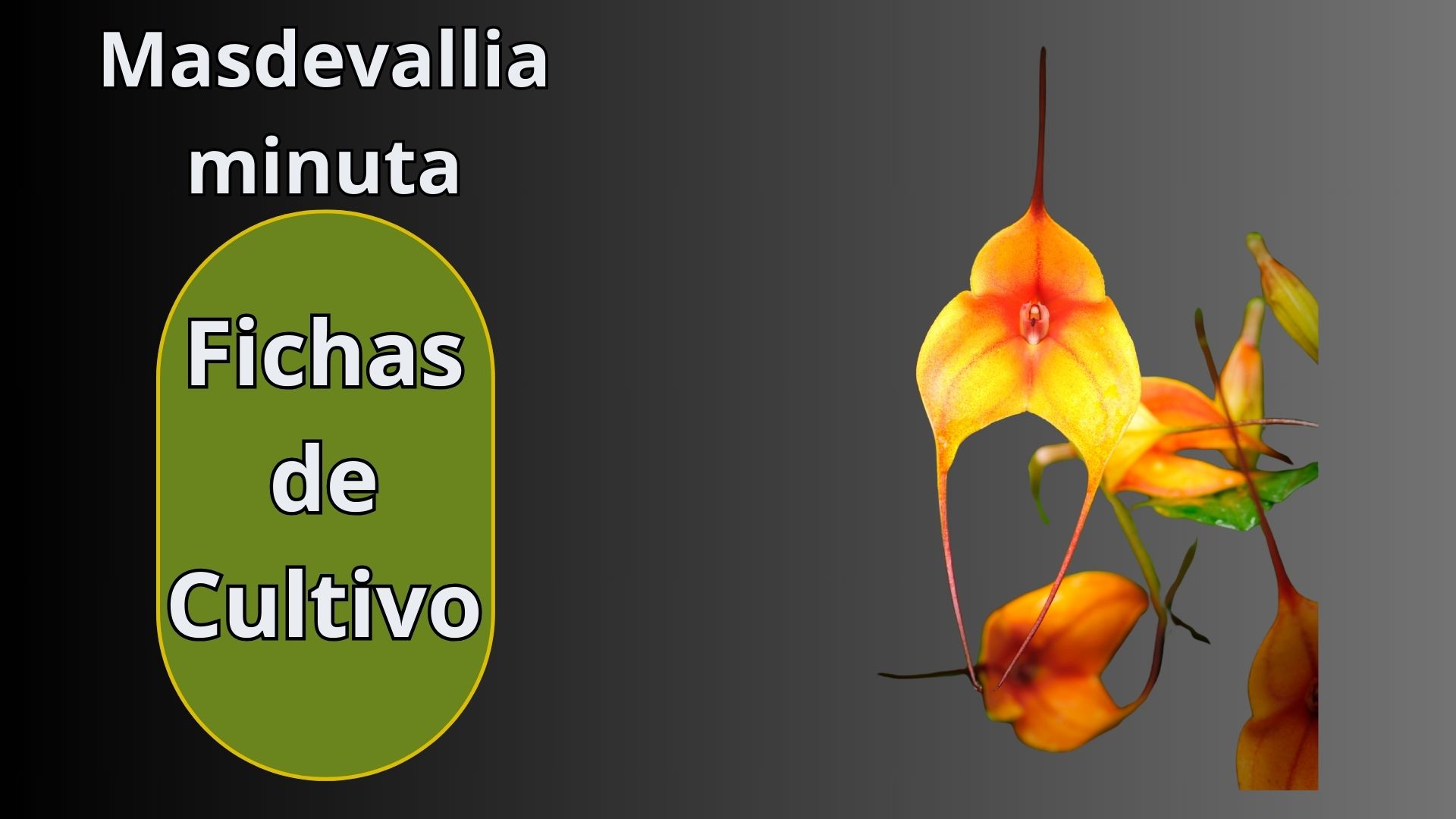 Fichas de Cultivo - Orquídeas - www.gadesplant.com - Orquídeas y Terrarios Plantados