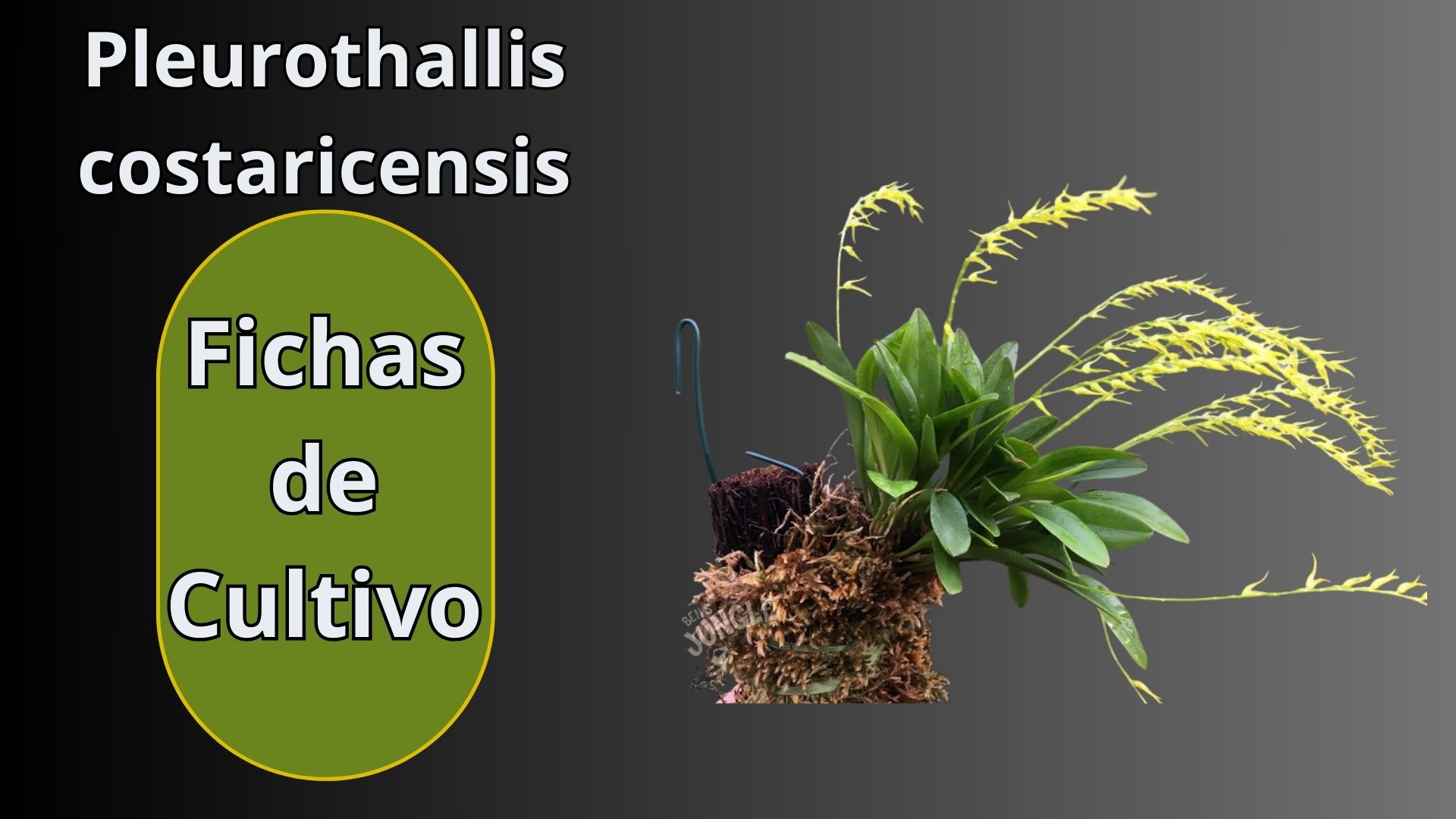 Fichas de Cultivo - Orquídeas - www.gadesplant.com - Orquídeas y Terrarios Plantados