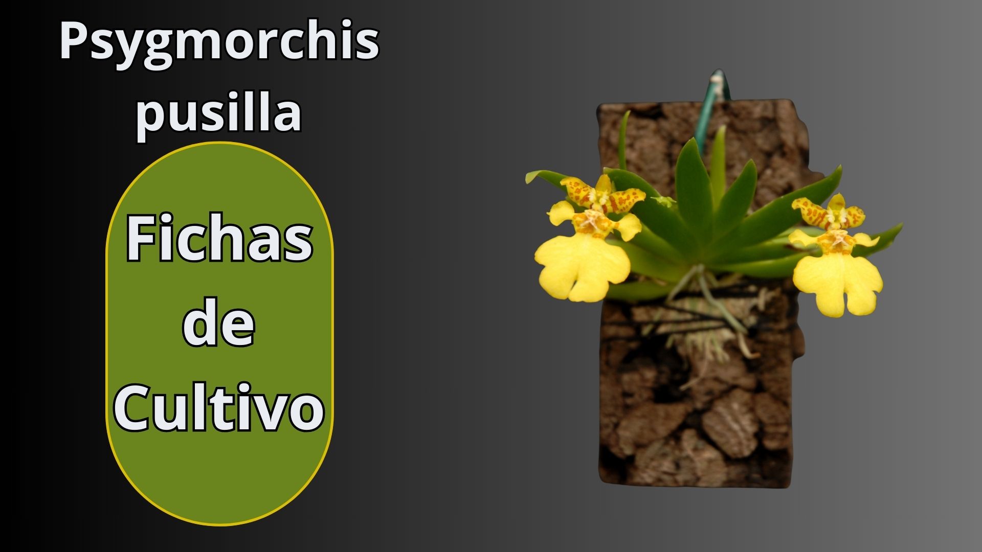 Fichas de Cultivo - Orquídeas - www.gadesplant.com - Orquídeas y Terrarios Plantados