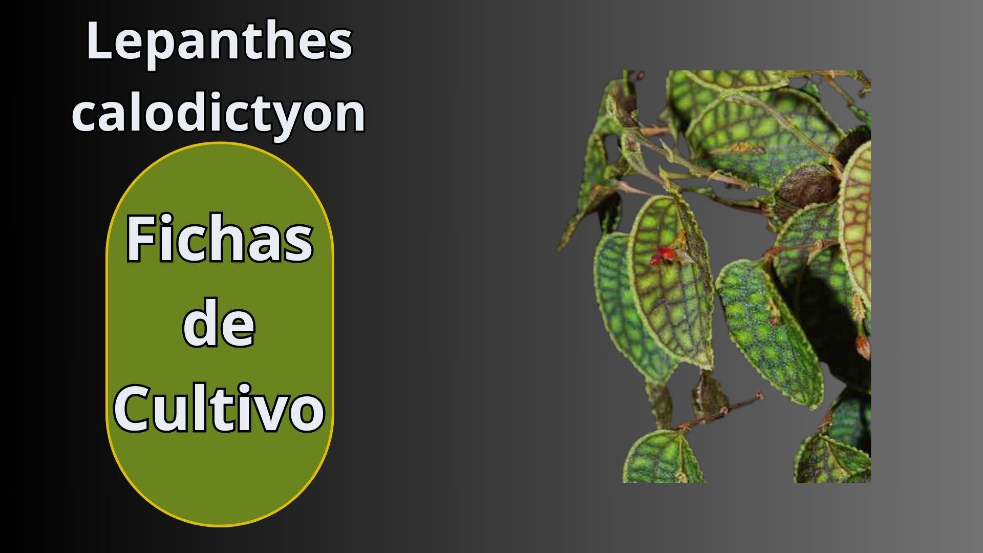 Fichas de Cultivo - Orquídeas - www.gadesplant.com - Orquídeas y Terrarios Plantados