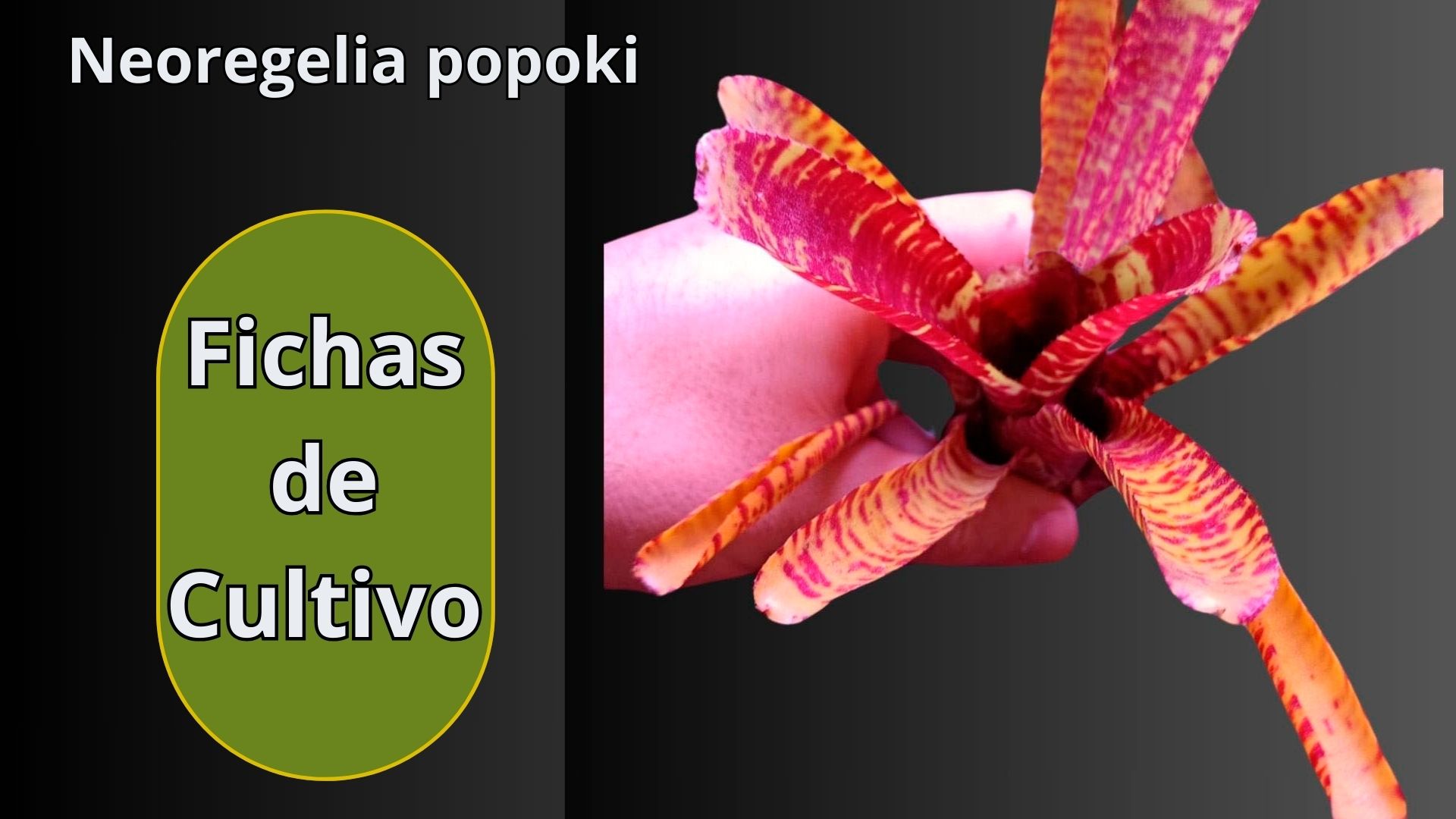 Fichas de Cultivo - Orquídeas - www.gadesplant.com - Orquídeas y Terrarios Plantados