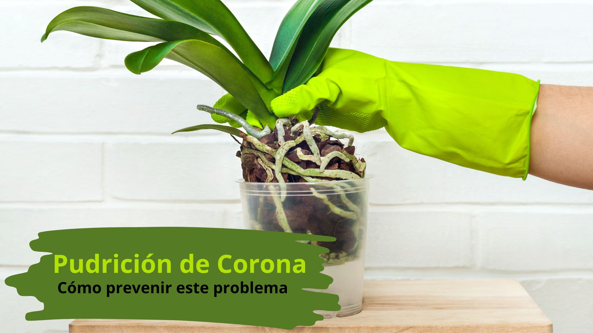Tapón asesino - www.gadesplant.com - Orquídeas y Terrarios Plantados