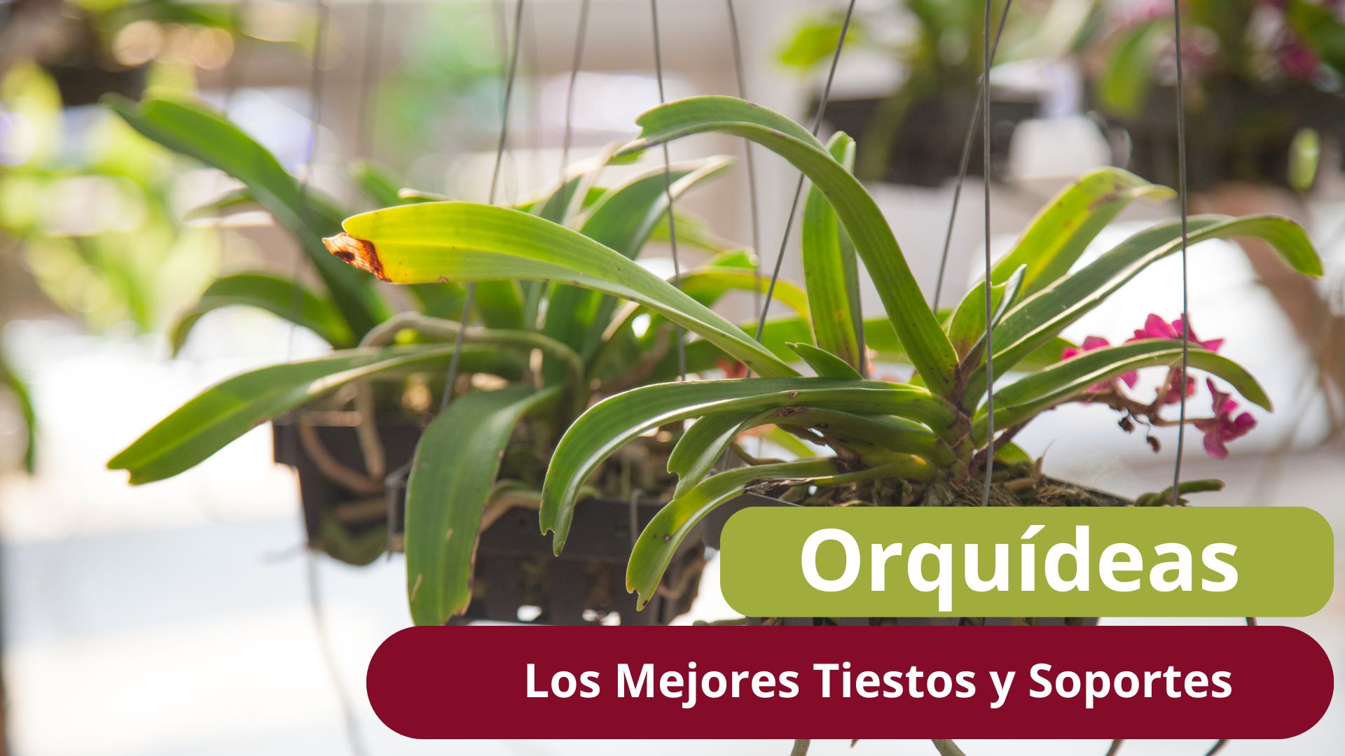 Tiestos para Orquídeas - www.gadesplant.com - Orquídeas y Terrarios Plantados