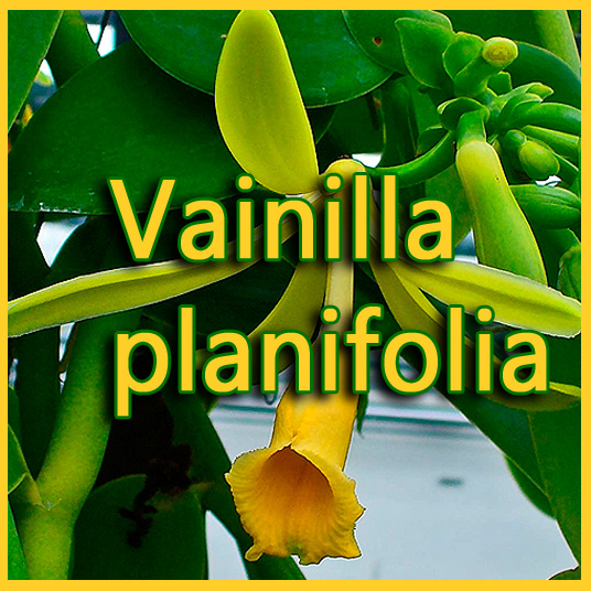 Propagación de Orquideas Vainilla planifolia - www.gadesplant.com - Orquídeas y Terrarios Plantados