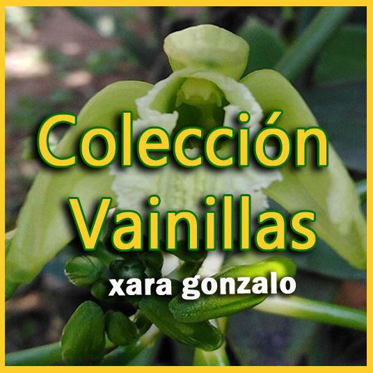 Las Orquideas Vainilla de Xara Gonzalo - www.gadesplant.com - Orquídeas y Terrarios Plantados
