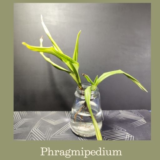 Descubre 9 plantas exóticas - www.gadesplant.com - Orquídeas y Terrarios Plantados
