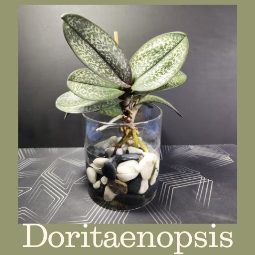 Descubre 9 plantas exóticas - www.gadesplant.com - Orquídeas y Terrarios Plantados