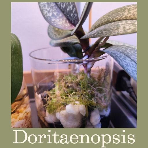 Descubre 9 plantas exóticas - www.gadesplant.com - Orquídeas y Terrarios Plantados