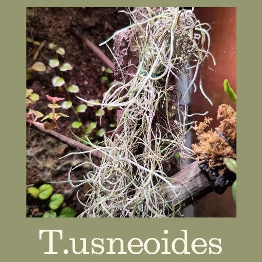 Descubre plantas exóticas - www.gadesplant.com - Orquídeas y Terrarios Plantados