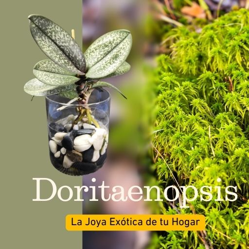 Doritaenopsis, la joya exótica del hogar - www.gadesplant.com - Orquídeas y Terrarios Plantados