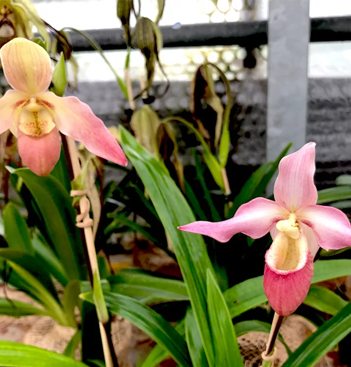 Descubre 9 plantas exóticas - www.gadesplant.com - Orquídeas y Terrarios Plantados