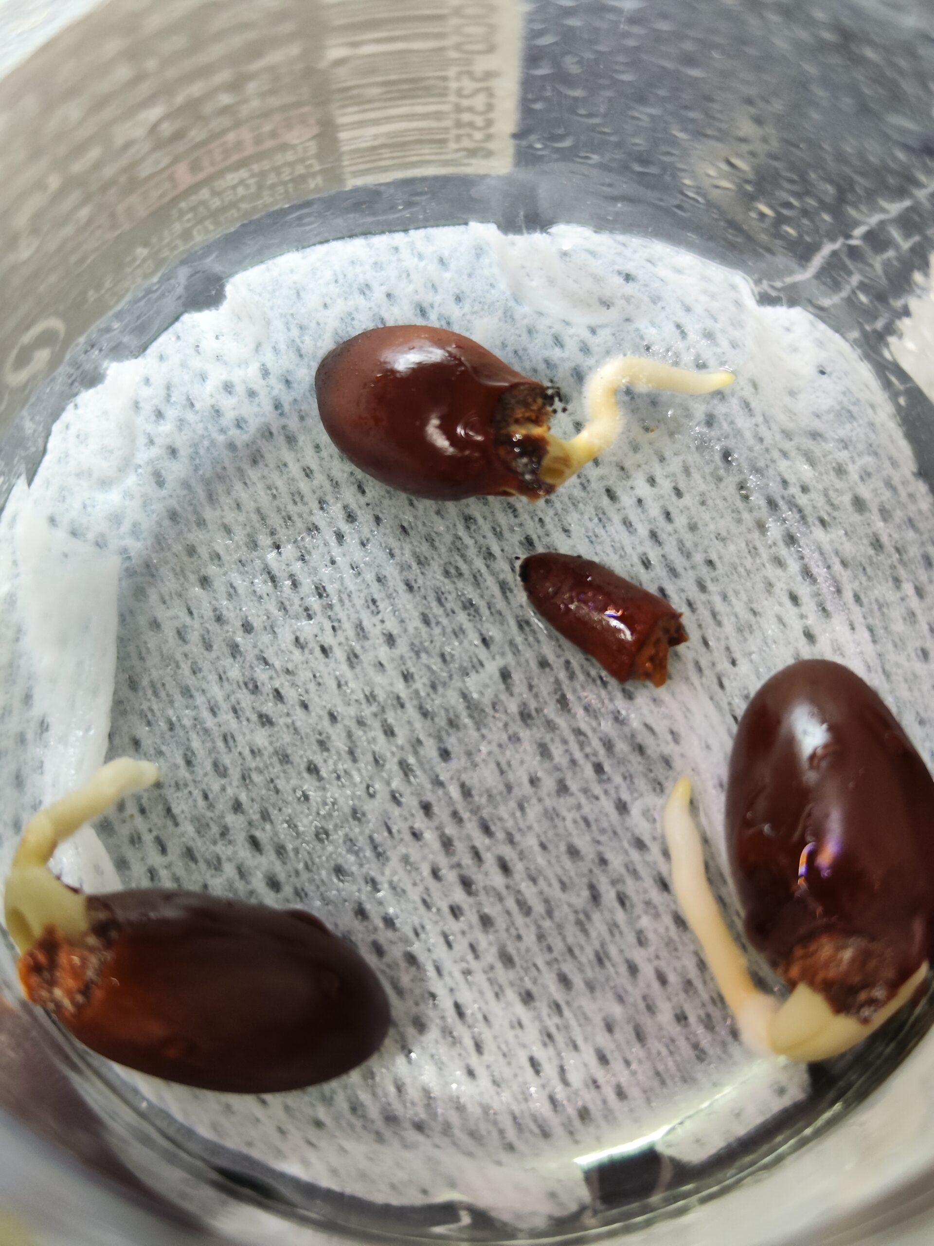 Conoce cómo cultivar litchi Todo lo que Necesitas saber GadesPlant — free download