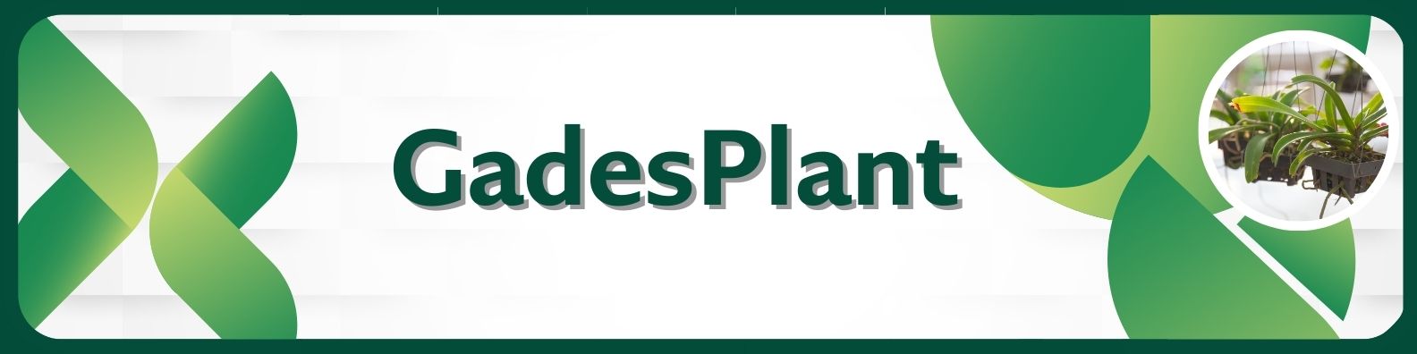 Cultivo de Orquideas Terrestres - Guía completa - www.gadesplant.com - Orquídeas y Terrarios Plantados